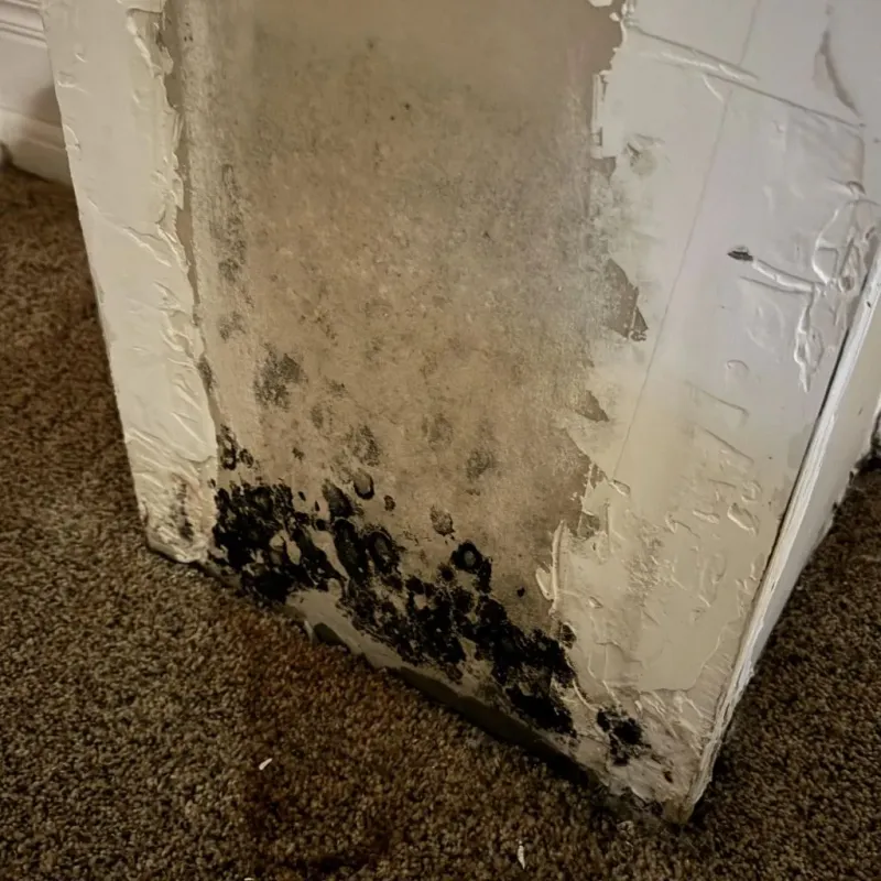 Professional Mold Removal in Stratford, NJ